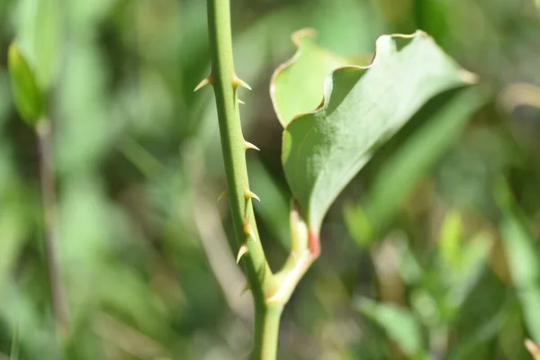 Китайский Корень Smilax Фарфор Smilaceae Perennial Vine Shrub — стоковое фото