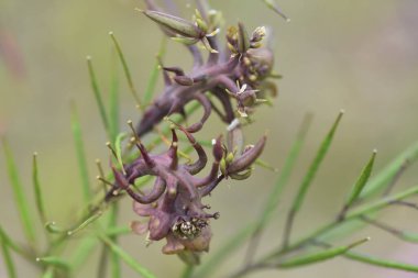 Safra, bitkilerin parazit organizmalar tarafından anormal şekilde büyümesinden oluşur..