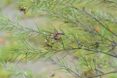 Safra, bitkilerin parazit organizmalar tarafından anormal şekilde büyümesinden oluşur..