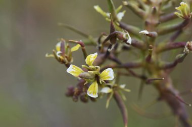 Safra, bitkilerin parazit organizmalar tarafından anormal şekilde büyümesinden oluşur..