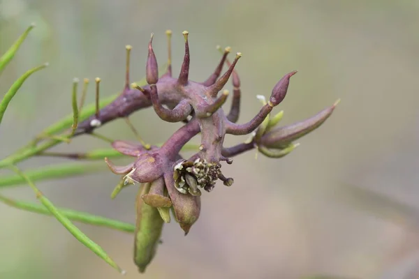 Gall Képződik Rendellenes Növekedése Növények Parazita Organizmusok — Stock Fotó