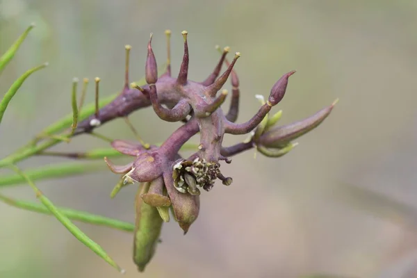 Vesícula Formada Pelo Crescimento Anormal Plantas Por Organismos Parasitas — Fotografia de Stock