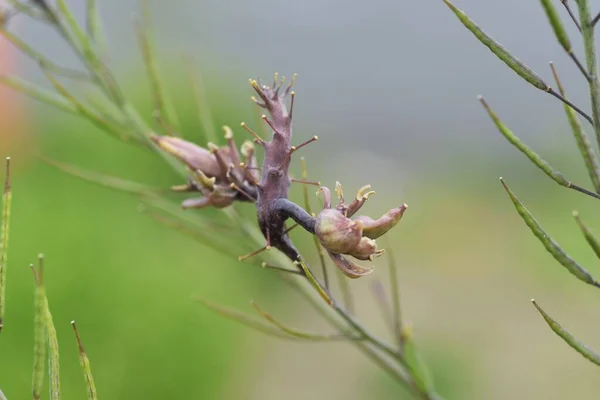 Gall Formed Abnormal Growth Plants Parasitic Organisms — Stock Photo, Image