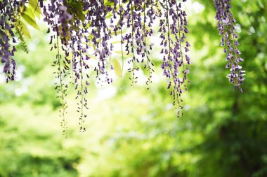 Wisteria çiçekleri yazın başında parktaki salkım salkımında çiçek açar..