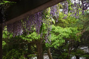 Wisteria çiçekleri yazın başında parktaki salkım salkımında çiçek açar..