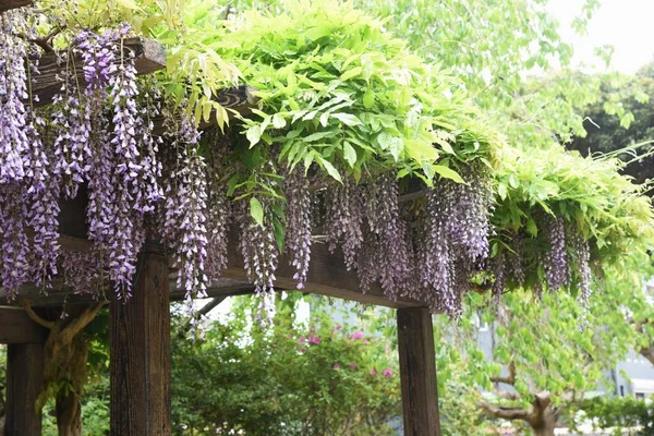 Wisteria flowers in full bloom on the wisteria shelf in the park in early summer.