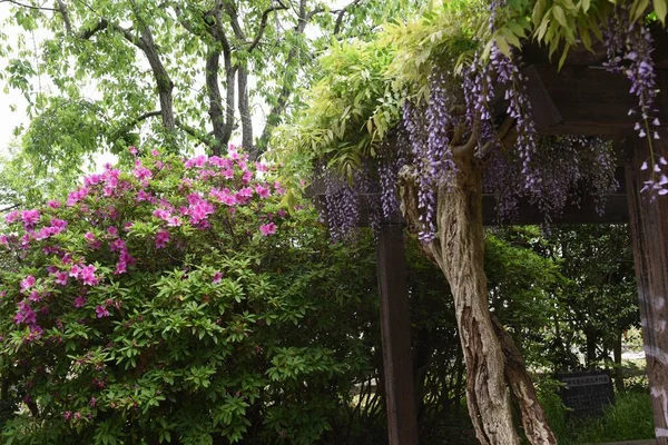 Wisteria flowers in full bloom on the wisteria shelf in the park in early summer.