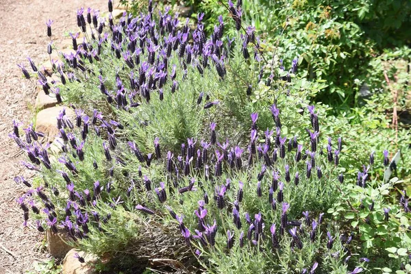 Agradable Fragancia Lavanda Conoce Como Reina Las Hierbas —  Fotos de Stock