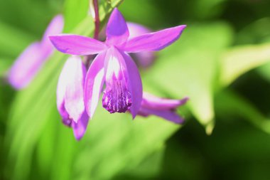 Parlak mor çiçekler 'Sümbül orkidesi'