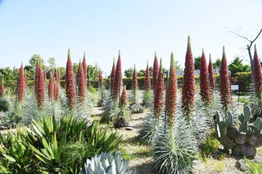Echium wildpretii, İspanya 'nın Kanarya Adaları' nda bulunan bir bitki. 3 metre yükseklikte büyürken aynı zamanda görünüşünden dolayı Mücevher Kulesi olarak da bilinir..