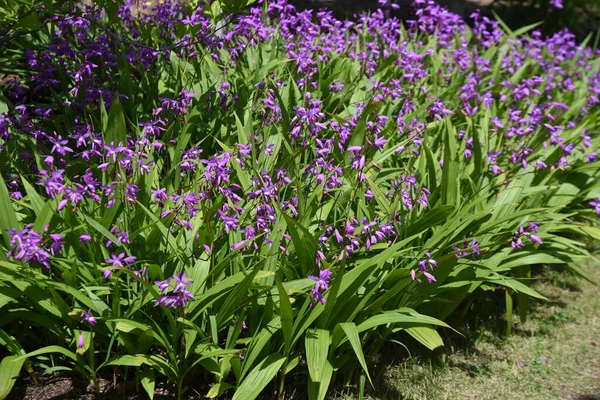 Brilliant Purple Flowers Hyacinth Orchid — Stock Photo, Image