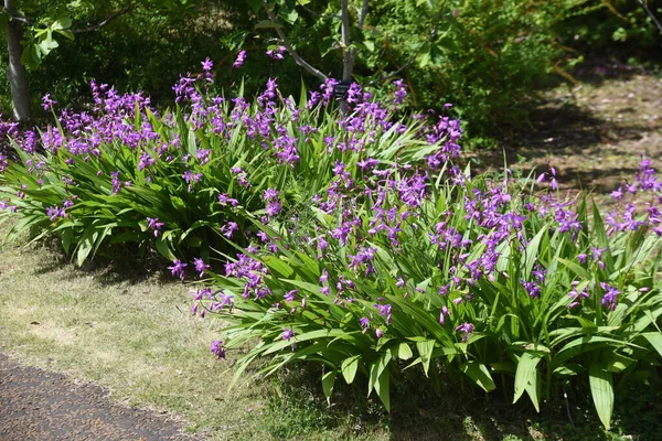 鮮やかな紫色の花 ヒヤシンス蘭 — ストック写真