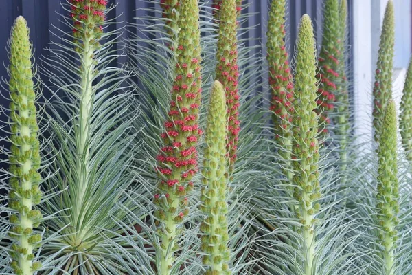 Echium wildpretii is a plant native to the Canary Islands of Spain. Growing up over 3 meters high, it is also called the Tower of Jewels because of its appearance.