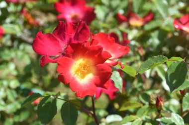 Gül bahçesindeki güller tamamen çiçek açmış