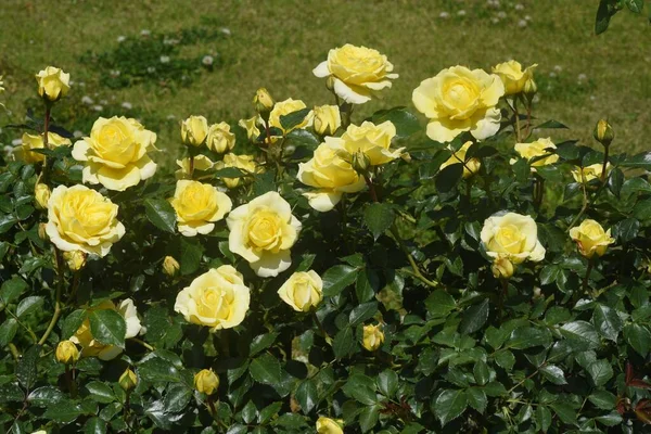 蔷薇园中盛开的玫瑰 — 图库照片