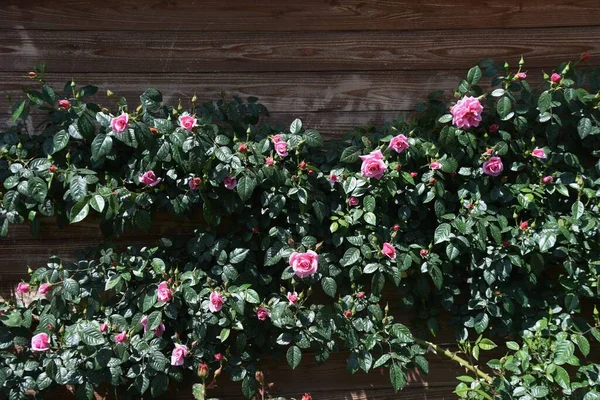 Růže Růžové Zahradě Plném Květu — Stock fotografie