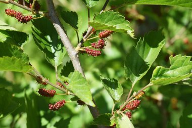 Dut ağacı, yaz başında olgunlaşan ve taze yemek, meyve şarabı ve reçel yapımında kullanılan bir Moraceae yaprak döken ağaçtır..