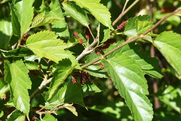 Szeder Szederfa Egy Lombhullató Moraceae Amely Kora Nyáron Feketén Érik — Stock Fotó