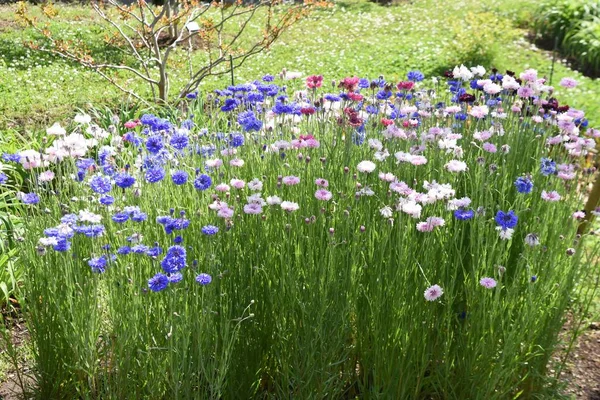 Cornflower Centaurea Asteraceae Annual Grass — Stock Photo, Image