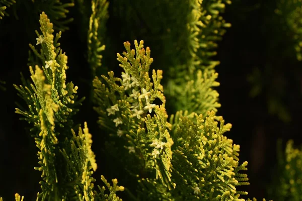 Chinês Arborvitae Platycladus Orientalis Folhas Flores Cupressaceae Conífera Sempre Verde — Fotografia de Stock