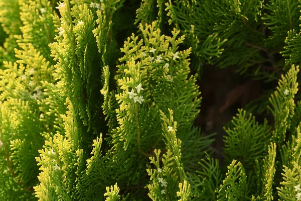 Kínai Arborvitae Platycladus Orientalis Levelek Virágok Cupressaceae Örökzöld Tűlevelű Fák — Stock Fotó