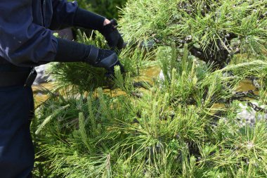 Bir bahçıvan bir çam ağacını buduyor..