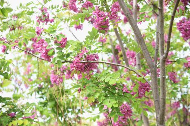 Çekirge ağacı (Robinia psödoacia) pembe çiçekler. Fabaceae yapraklı ağacı.