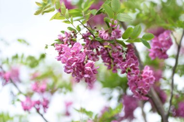 Çekirge ağacı (Robinia psödoacia) pembe çiçekler. Fabaceae yapraklı ağacı.