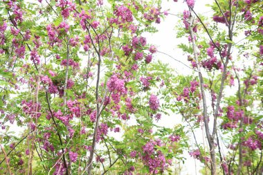 Çekirge ağacı (Robinia psödoacia) pembe çiçekler. Fabaceae yapraklı ağacı.