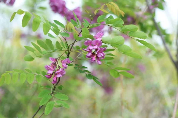 Çekirge Ağacı Robinia Psödoacia Pembe Çiçekler Fabaceae Yapraklı Ağacı — Stok fotoğraf