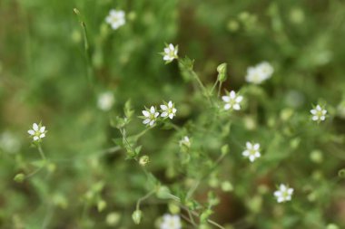  Kekik yapraklı Kum Solucanı çiçeği. Karyofilaceae otu..