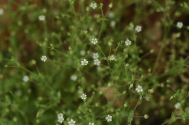 Kekik yapraklı Kum Solucanı çiçeği. Karyofilaceae otu..