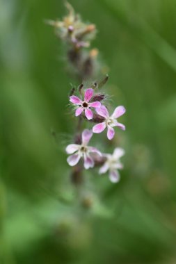 Küçük çiçekli kelebek çiçekleri. Caryophyllaceae yıllık otlar.