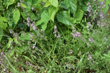 Küçük çiçekli kelebek çiçekleri. Caryophyllaceae yıllık otlar.
