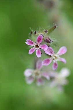 Küçük çiçekli kelebek çiçekleri. Caryophyllaceae yıllık otlar.