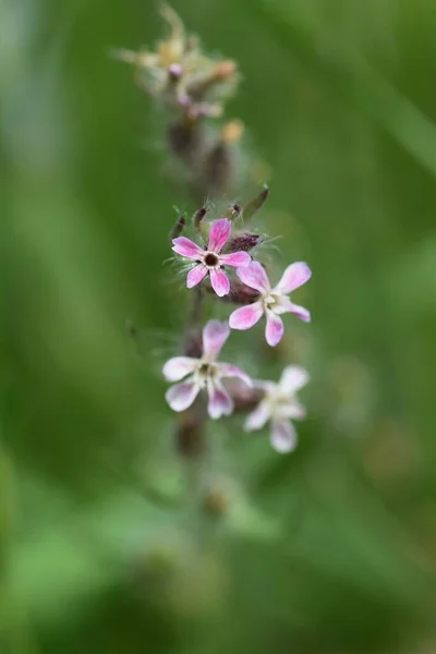 Småblommiga Flugblommor Caryophyllaceae Ettårigt Gräs — Stockfoto