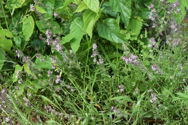 Small Flowered Catchfly Flowers Caryophyllaceae Annual Grass — Stock Photo, Image