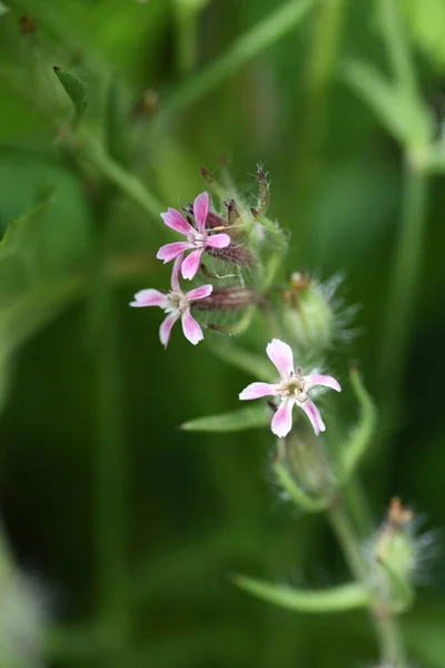 Small Flowered Catchfly Flowers Caryophyllaceae Annual Grass — Stock Photo, Image