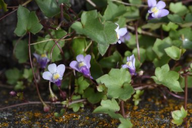 Sarmaşık yapraklı Toadflax (Cymbalaria muralis) çiçekleri. Plantaginaceae daimi yeşil otlar.