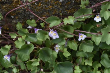 Sarmaşık yapraklı Toadflax (Cymbalaria muralis) çiçekleri. Plantaginaceae daimi yeşil otlar.