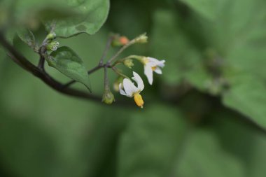Siyah itüzümü Solanum nigrum) Solanaceae zehirli bitkileri.