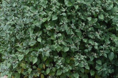 Siyah itüzümü Solanum nigrum) Solanaceae zehirli bitkileri.