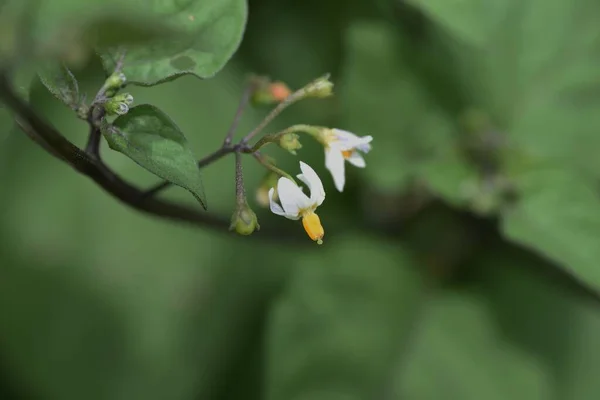 Черная Падуба Solanum Nigrum Solanaceae Toxic Plants — стоковое фото