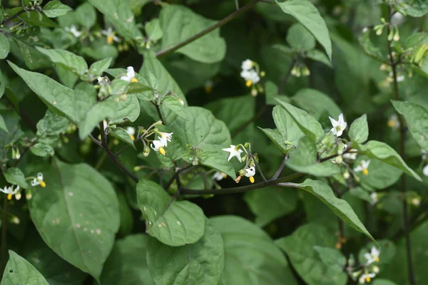Siyah itüzümü Solanum nigrum) Solanaceae zehirli bitkileri.