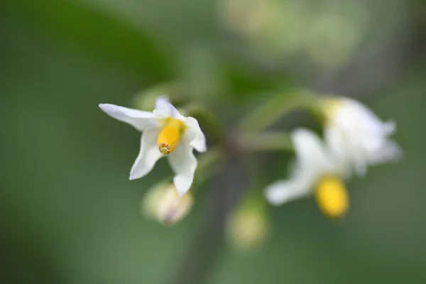 Svart Nattskugga Solanum Nigrum Solanaceae Giftiga Växter — Stockfoto