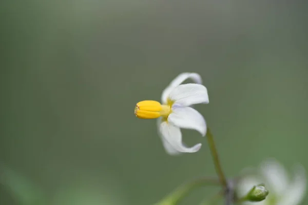 Black Nightshade Solanum Nigrum Solanaceae Toxické Rostliny — Stock fotografie