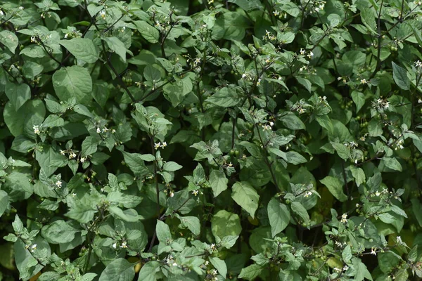 Siyah Itüzümü Solanum Nigrum Solanaceae Zehirli Bitkileri — Stok fotoğraf