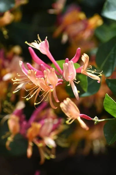 Goldflame Honeysuckle Flowers Caprifbliaceae Semi Deciduous Vine — Stock Photo, Image