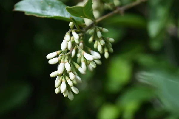 Privet Ligustrum Obtusifolium Květiny Oleaceae Listnatý Keř — Stock fotografie