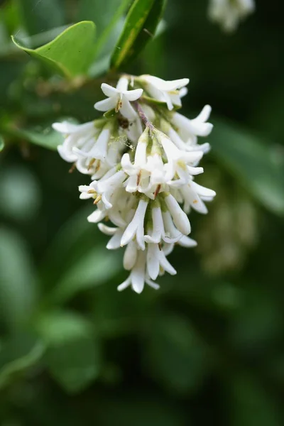 Flores Privet Ligustrum Obtusifolium Oleaceae Arbusto Caduco — Fotografia de Stock